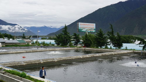 高原魚蝦游進尋常百姓家 珠海援藏力量填補西藏水產養(yǎng)殖產業(yè)化空白