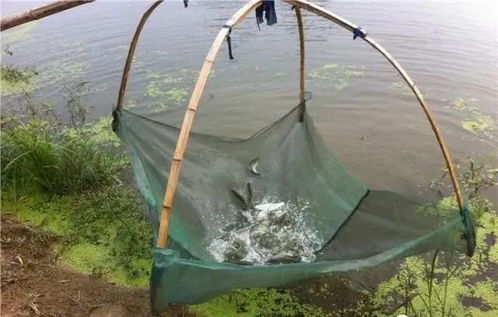 內(nèi)陸水產(chǎn)養(yǎng)殖銷售 把握未來(lái)趨勢(shì)，養(yǎng)殖者行動(dòng)指南