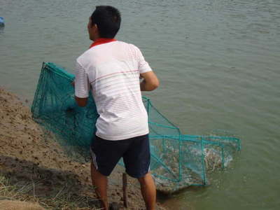 湖南常德澧縣 內陸轉型結碩果，南美白對蝦養殖已成特色產業
